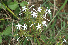 Plumbago zeylanica